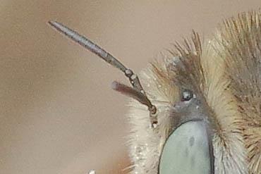Réf. 347 387 : Anthophora bimaculata